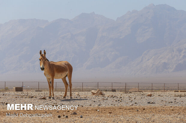 Breeding Persian onager in Yazd Province
