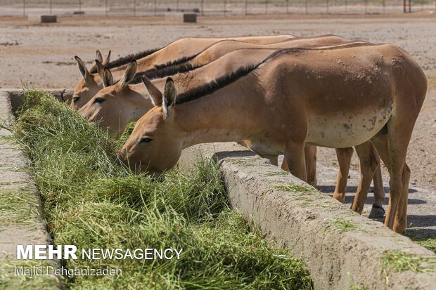 Breeding Persian onager in Yazd Province
