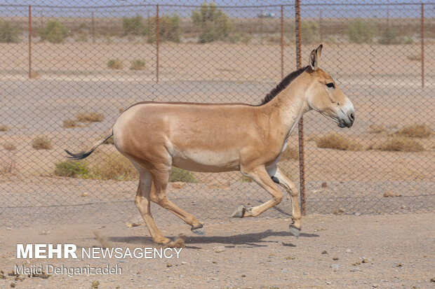 Breeding Persian onager in Yazd Province
