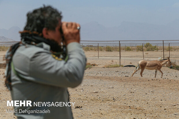 Breeding Persian onager in Yazd Province
