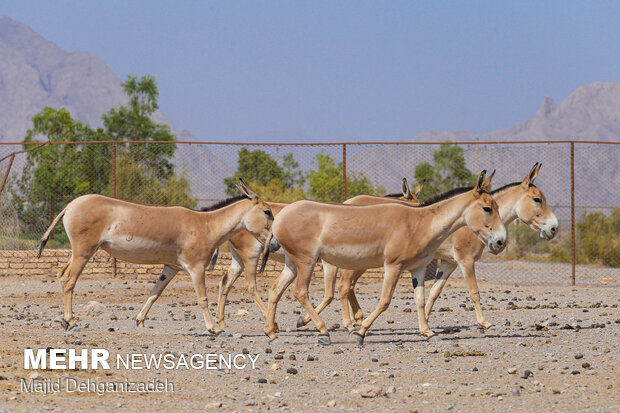 Breeding Persian onager in Yazd Province
