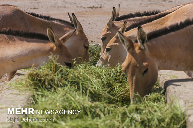 Breeding Persian onager in Yazd Province
