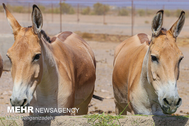 Breeding Persian onager in Yazd Province
