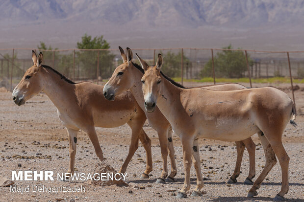VIDEO: Persian onagers in Touran Biosphere Reserve