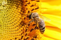 وجود بیش ‌از ۴۵۰ هزار کلنی زنبور عسل در کرمانشاه