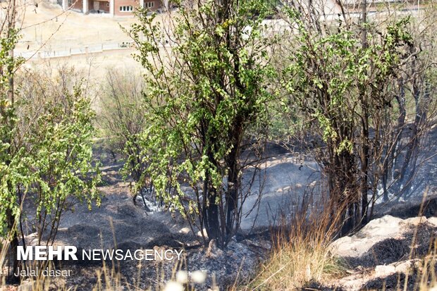 آتش سوزی پارک جنگلی توس نوذر سنندج