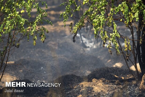 آتش سوزی پارک جنگلی توس نوذر سنندج