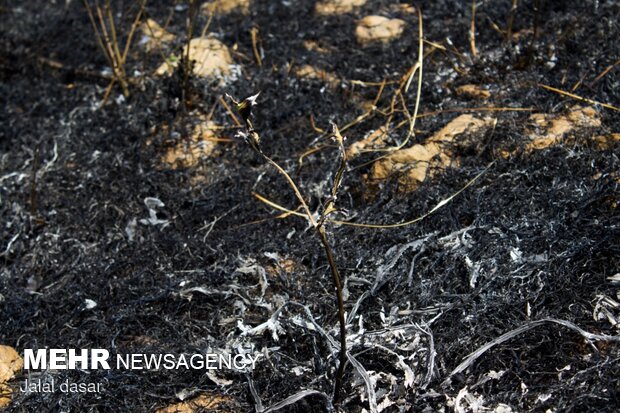 آتش سوزی پارک جنگلی توس نوذر سنندج