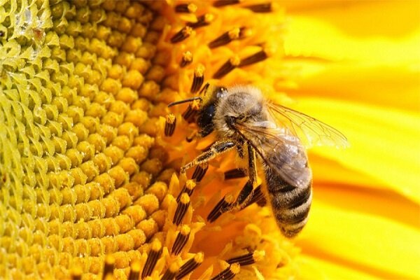 سالانه ۸۰ تن عسل در شهرستان بدره برداشت می‌شود
