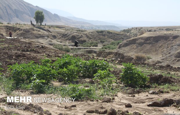 اراضی کشاورزی بدره در انتظار آب سیمره