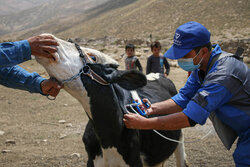 واکسیناسیون رایگان دام علیه بیماری لمپی‌اسکین در کردستان آغاز شد