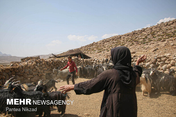 Free vaccination of nomadic livestock 