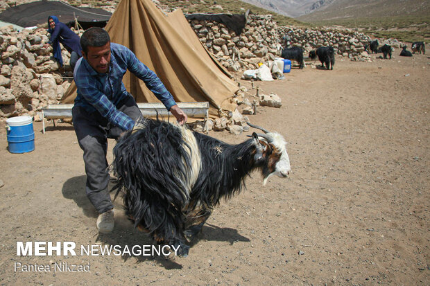 Free vaccination of nomadic livestock 