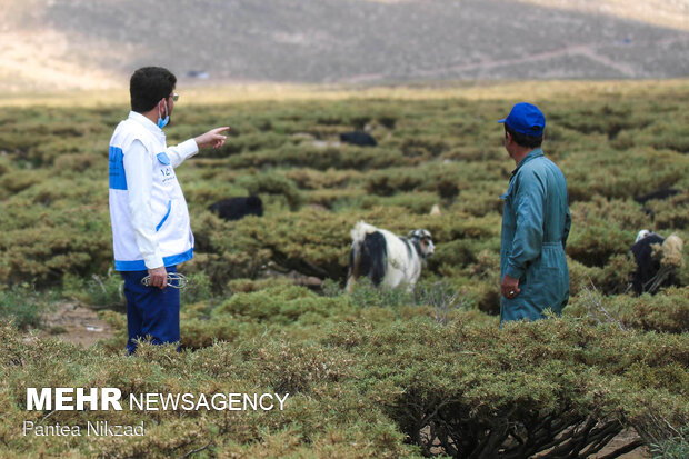 Free vaccination of nomadic livestock 