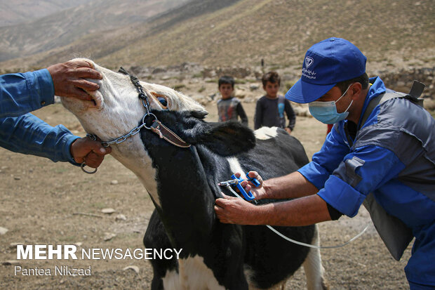 Free vaccination of nomadic livestock 