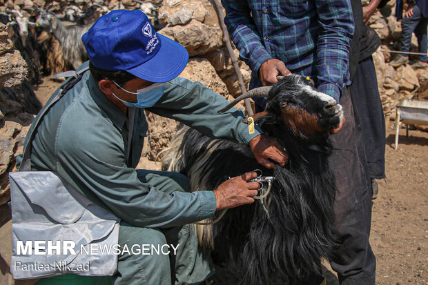 طرح «کاروان سلامت دام» در استان سمنان اجرا شد 