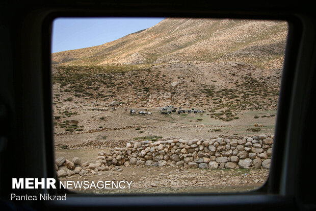 Free vaccination of nomadic livestock 