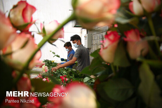 مجهزترین گلخانه تولید گل رز شمالغرب کشور در نمین راه‌اندازی شد 