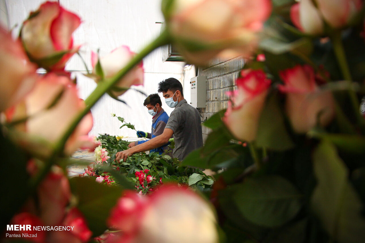 مجهزترین گلخانه تولید گل رز شمالغرب کشور در نمین راه‌اندازی شد