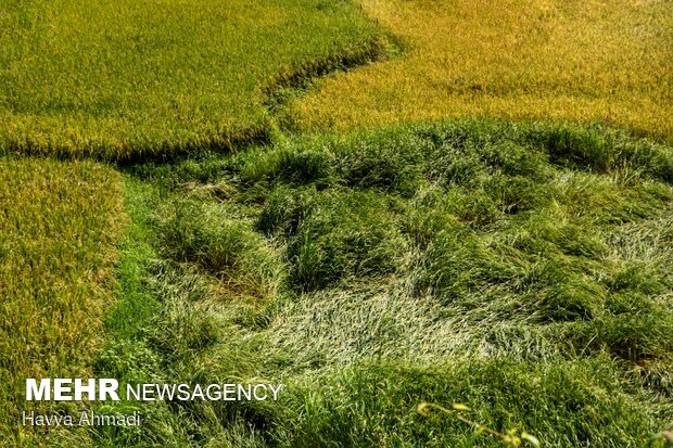 سیل و تخریب شدن برخی از شالیزاری های کالیکلا لفور