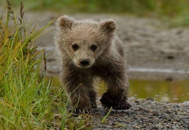 رهاسازی توله خرس قهوه‌ای در دامن طبیعت