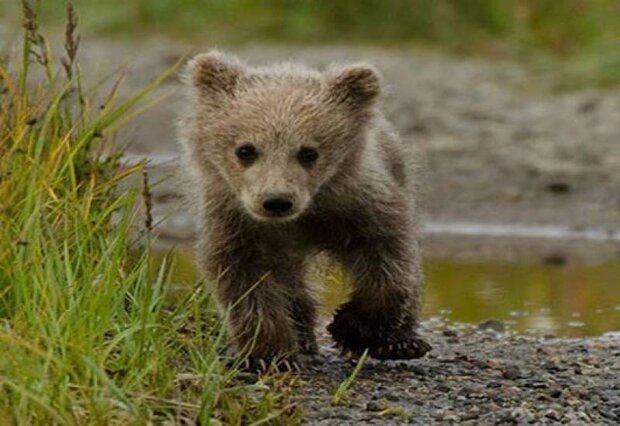 VIDEO: Brown bear spotted near mountaineers tents in NW Iran