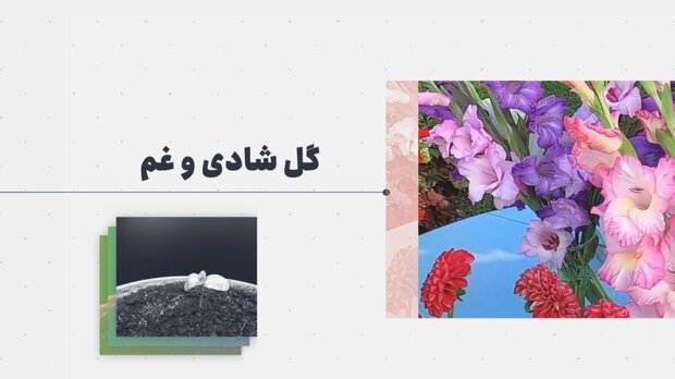 گل شادی و غم