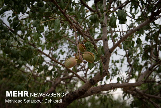 Almonds harvesting in Saman County