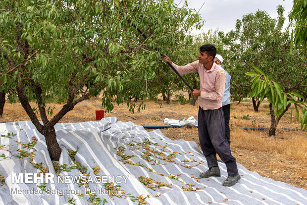 Almonds harvesting in Saman County