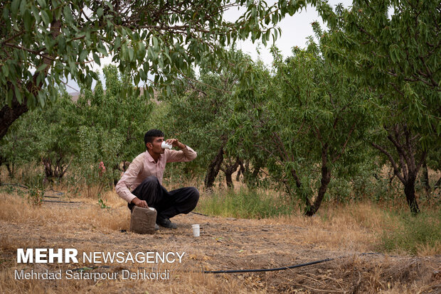 Almonds harvesting in Saman County