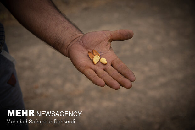 Almonds harvesting in Saman County