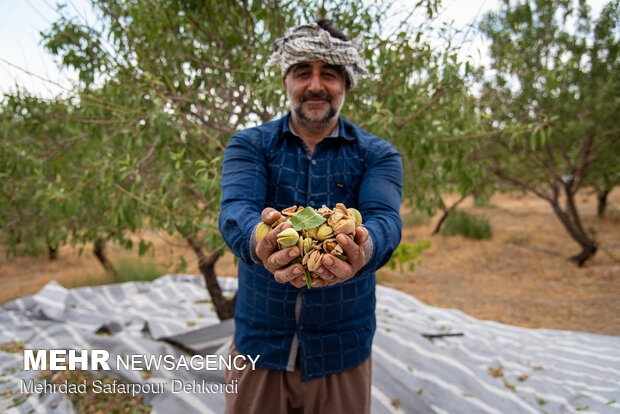 Almonds harvesting in Saman County