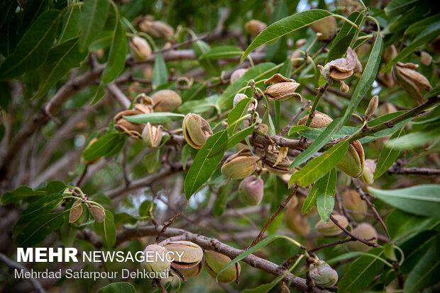 Almonds harvesting in Saman County