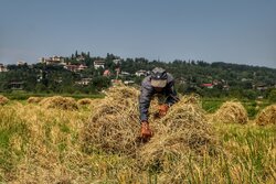 ۴ هزار تن بذر برنج امسال در کشور تولید می شود