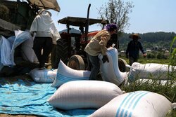 افزایش قیمت برنج ادامه دارد / تصمیمات تنظیم بازاری در انتظار تائید وزیر