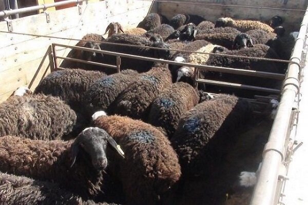 توقیف ۱۶۰ راس گوسفند در بیرجند/حمل دام با اخذ مجوز انجام شود