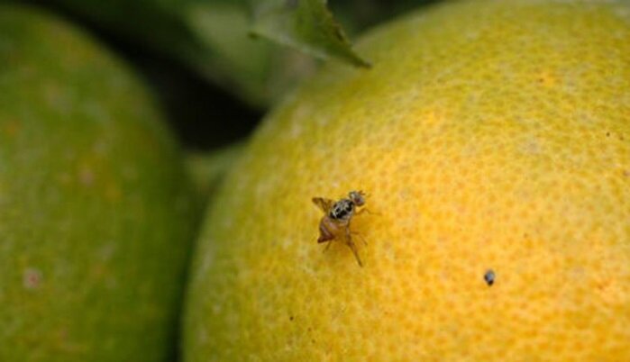 افزایش مگس میوه مدیترانه ای درباغات گچساران وباشت/ضرورت نصب تله