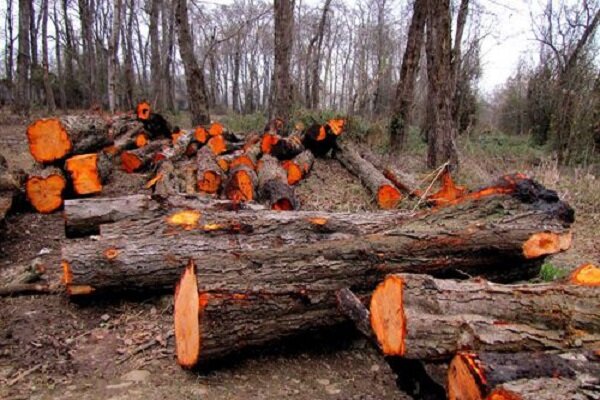 دستگیری عامل قطع درختان در «قرق» گرگان