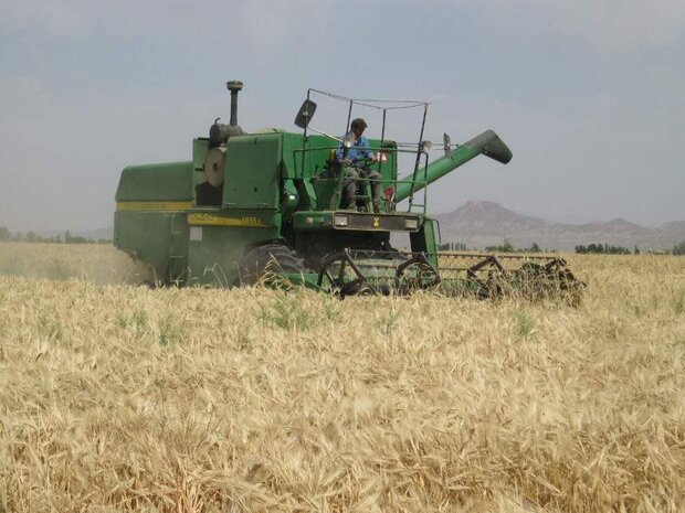  برداشت بیش از ۵۵ هزار تن گندم از اراضی سطح زیر کشت در ساوه