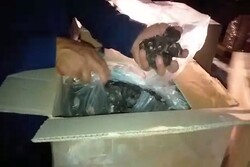ممانعت گمرک از قاچاق چند میلیون یورویی قارچ سیاه
