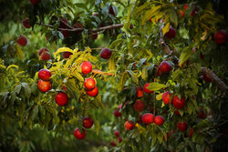 رشد ۲۵ درصدی برداشت میوه تابستانی از باغات فارس