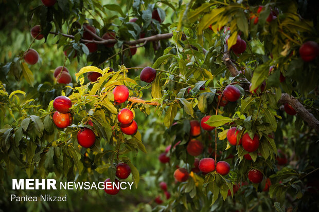 رشد ۲۵ درصدی برداشت میوه تابستانی از باغات فارس 