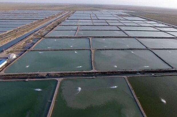مردمی‌سازی آبزی‌پروری در بوشهر/ ساحل نشینان میگو تولید می‌کنند
