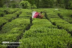 Sri Lanka to start tea-for-oil barter with Iran next month