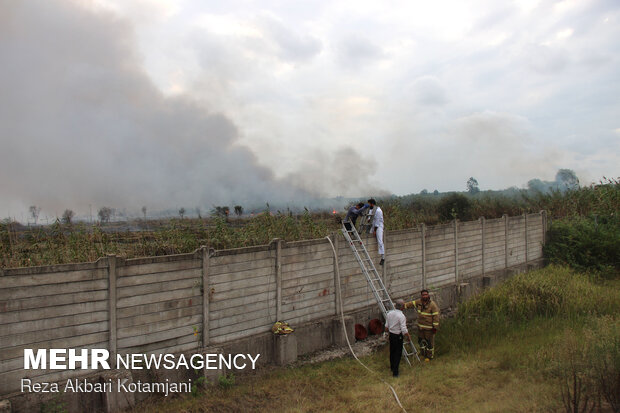 آتش سوزی 5 هکتار از نیزارهای تالاب انزلی
