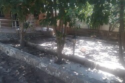 همخانه با سیلاب در کجور