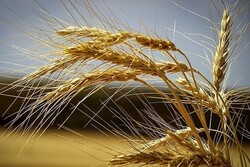 خرید تضمینی۵۱۳ هزار تن گندم در استان فارس