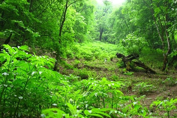 تعرض به تنها جنگل جلگه‌ای هیرکانی در گیلان