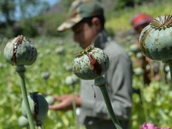 طالبان نے افغانستان میں پوست کی کاشت پر پابندی عائد کردی