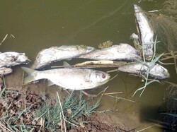 تیغ تیز خشکسالی بر لب تشنه ماهیان رودخانه کنگرشاه